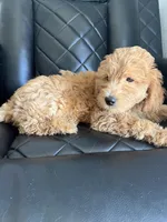 💜purple collar , a female Goldendoodle for sale in Ontario, CA – 2 of 4
