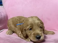 💙Blue collar, a male Goldendoodle for sale in Ontario, CA – 3 of 4