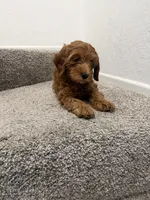 black collar , a female Goldendoodle for sale in Ontario, CA – 6 of 7