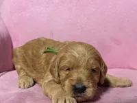 green collar, a male Goldendoodle for sale in Ontario, CA – 2 of 5