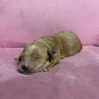 💙Blue collar, a male Goldendoodle for sale in Ontario, CA – 2 of 4