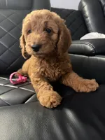 pink collar , a female Goldendoodle for sale in Ontario, CA – 7 of 7