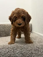 black collar , a female Goldendoodle for sale in Ontario, CA – 3 of 7