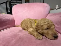 yellow collar, a male Goldendoodle for sale in Ontario, CA – 5 of 6