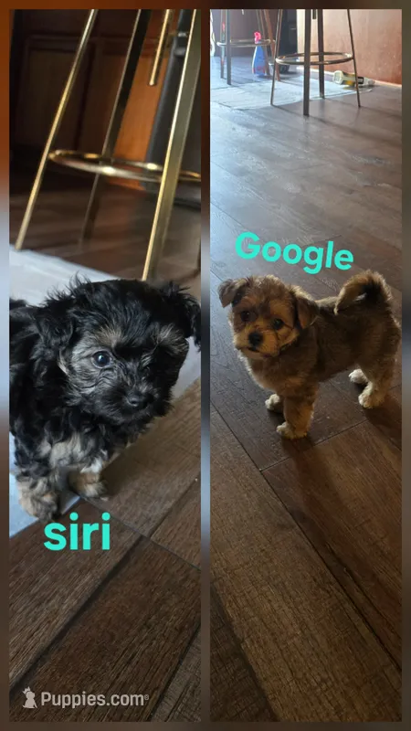 Google & siri – Yorkipoo puppy for sale in Salinas, CA