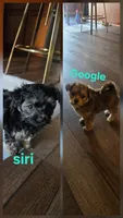 Google  siri, a male Yorkipoo for sale in Salinas, CA – 1 of 1