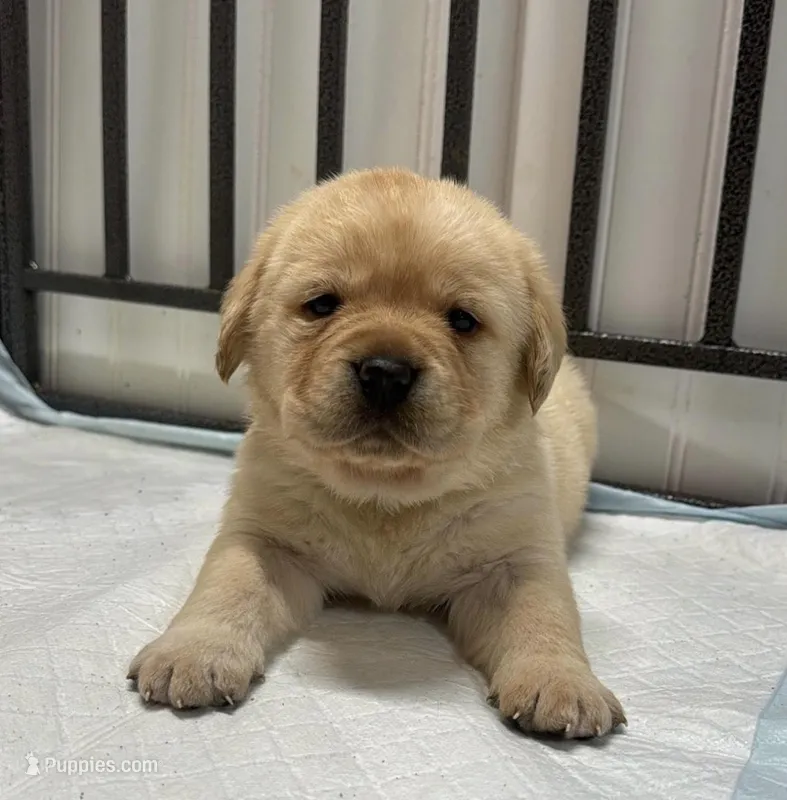 Kevin – Golden Retriever puppy for sale in Philadelphia, PA