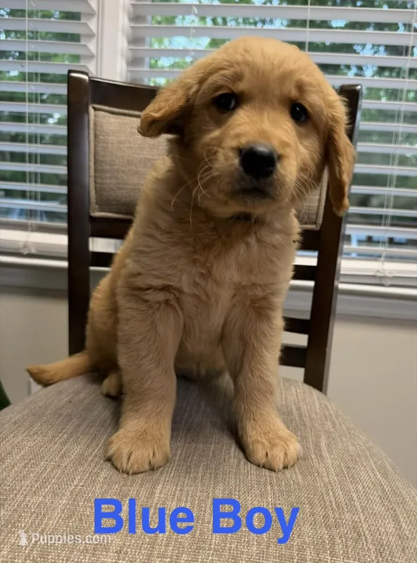 Brooks Blue  – Golden Retriever puppy for sale in Laurinburg, NC