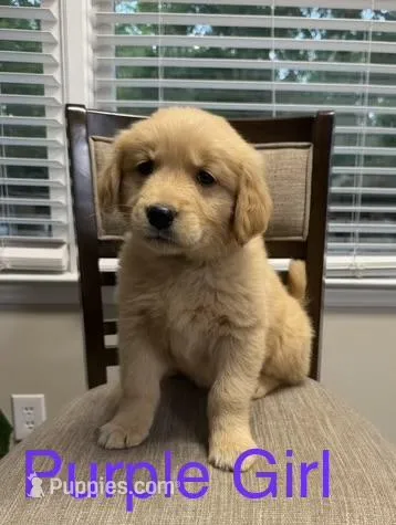 Darlapurple – Golden Retriever puppy for sale in Laurinburg, NC