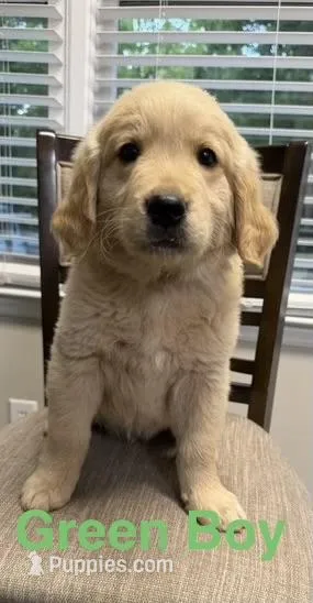 Stan Green – Golden Retriever puppy for sale in Laurinburg, NC