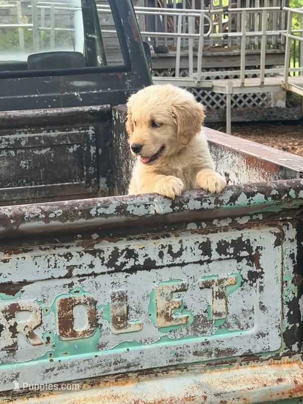 Sophie Orange – Golden Retriever puppy for sale in Laurinburg, NC
