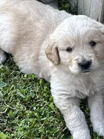 Sophie Orange, a female Golden Retriever for sale in Laurinburg, NC – Photo 2 of 3