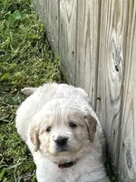 Sophie Orange, a female Golden Retriever for sale in Laurinburg, NC – Photo 3 of 3