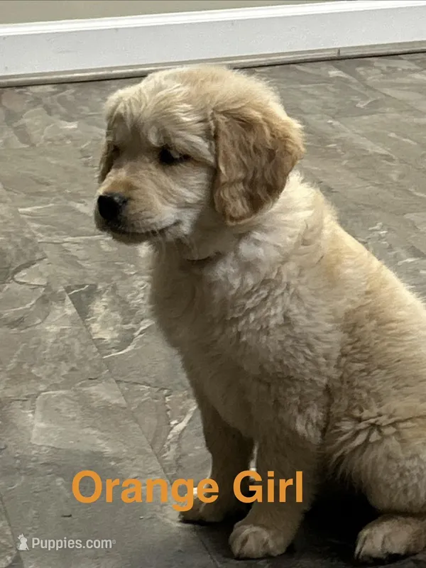 Sophie Orange – Golden Retriever puppy for sale in Laurinburg, NC
