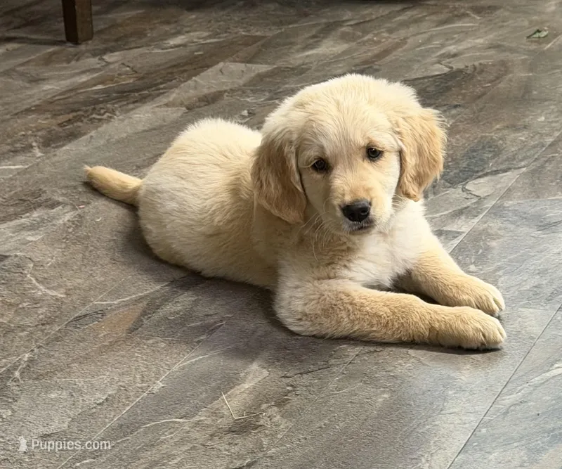Sophie Orange – Golden Retriever puppy for sale in Laurinburg, NC