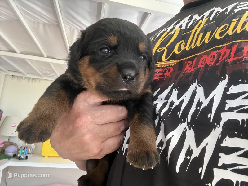 Cali Rottweilers – Rottweiler puppy for sale in Placerville, CA