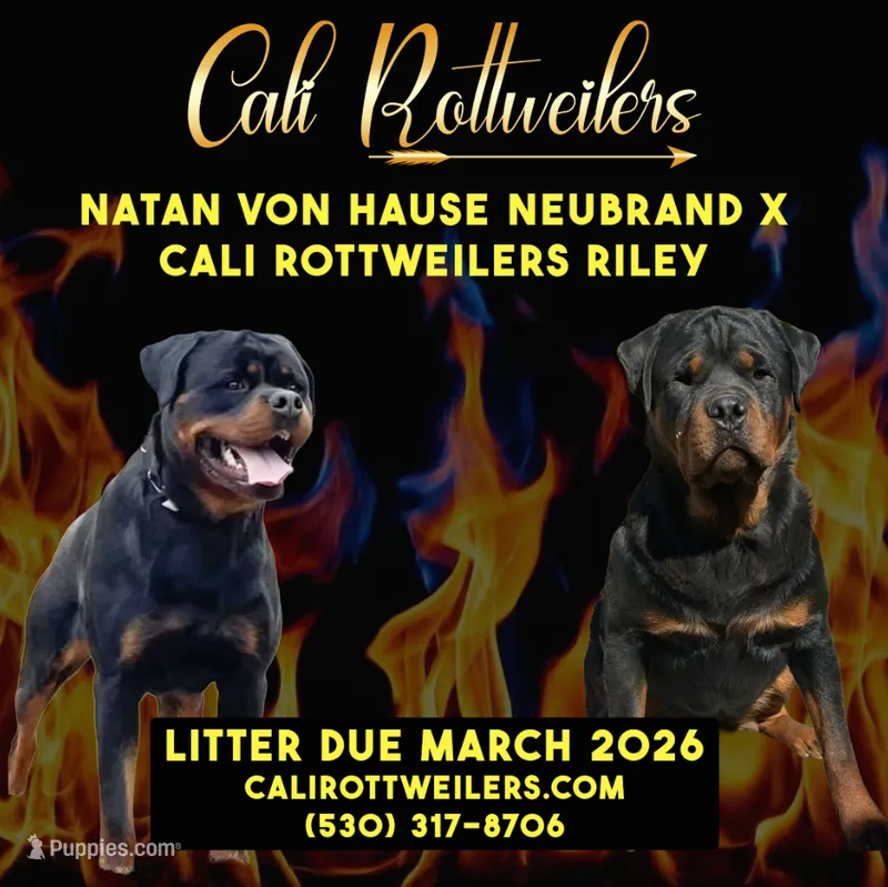 Cali Rottweilers