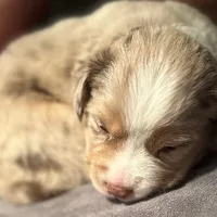 Felix, a male Australian Shepherd for sale in Longmont, CO – 3 of 3