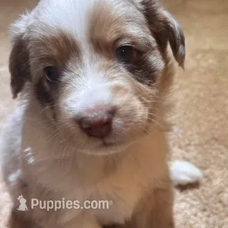 Dustin – Australian Shepherd puppy for sale in Longmont, CO
