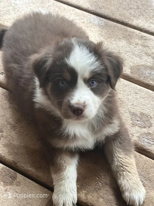 Billie – Australian Shepherd puppy for sale in Longmont, CO