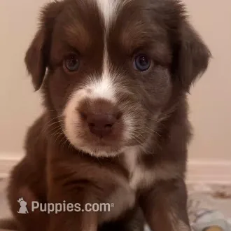 Maple – Australian Shepherd puppy for sale in Longmont, CO