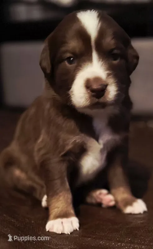 Maple – Australian Shepherd puppy for sale in Longmont, CO