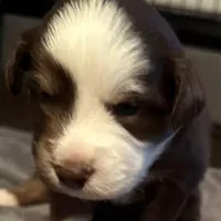 Billie, a male Australian Shepherd for sale in Longmont, CO – 2 of 2