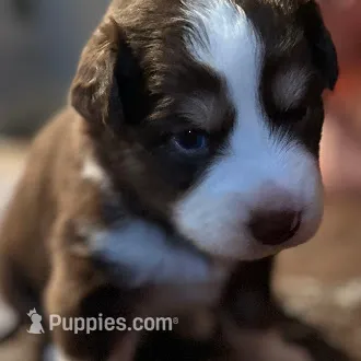 Whiskey – Australian Shepherd puppy for sale in Longmont, CO