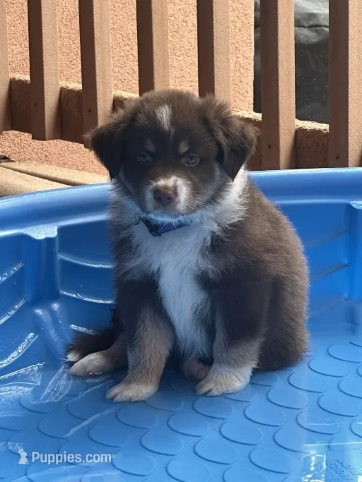 Zuko – Australian Shepherd puppy for sale in Longmont, CO