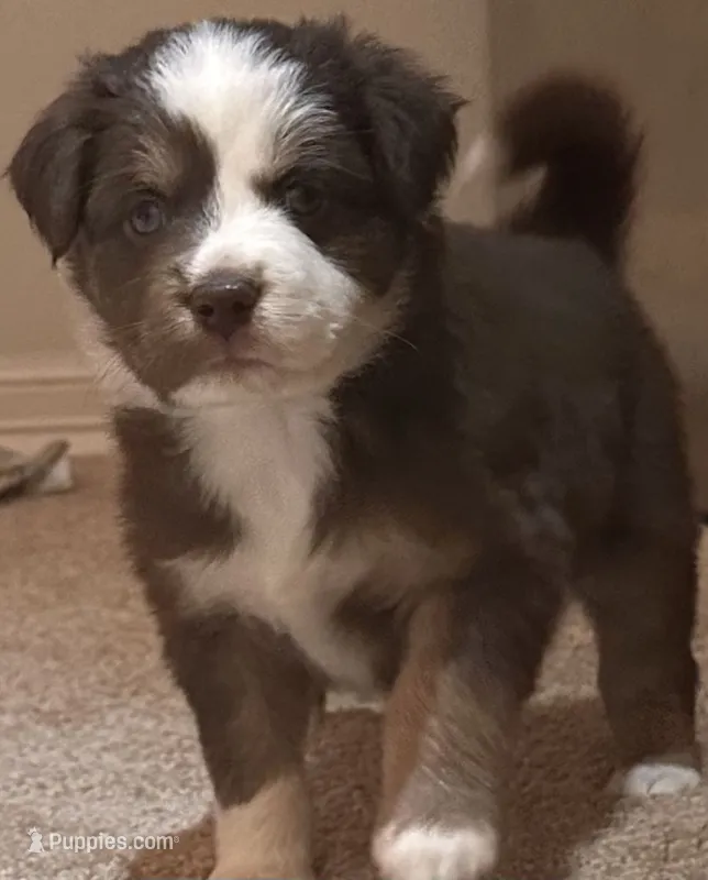 Billie – Australian Shepherd puppy for sale in Longmont, CO