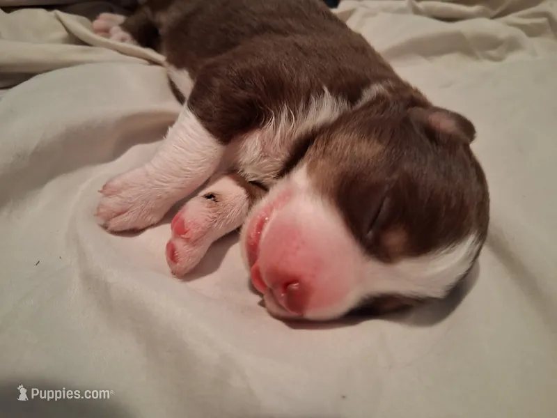 Whiskey – Australian Shepherd puppy for sale in Longmont, CO