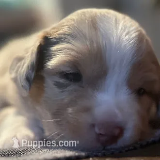 Felix – Australian Shepherd puppy on hold in Longmont, CO
