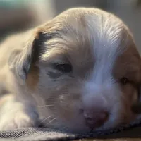 Felix, a male Australian Shepherd for sale in Longmont, CO – 1 of 3