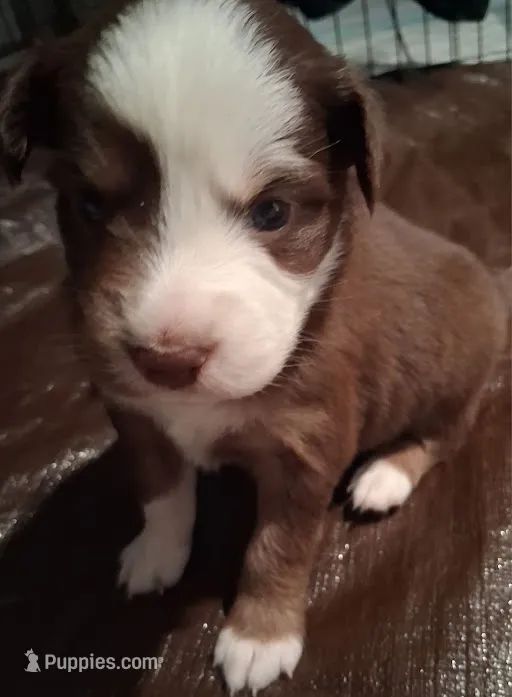 Billie – Australian Shepherd puppy for sale in Longmont, CO