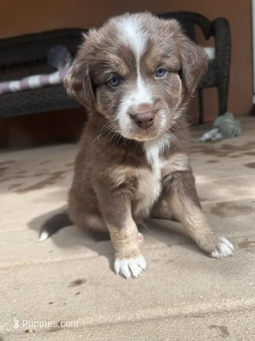 Maple – Australian Shepherd puppy for sale in Longmont, CO