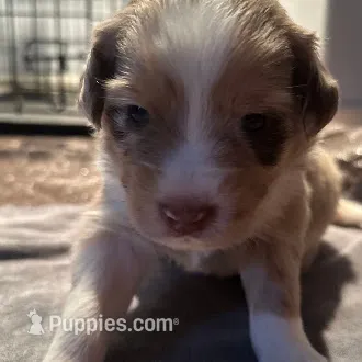 Dustin – Australian Shepherd puppy for sale in Longmont, CO