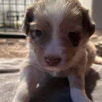 Dustin, a male Australian Shepherd for sale in Longmont, CO – 1 of 2
