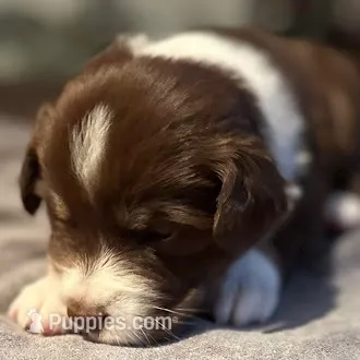 Zuko – Australian Shepherd puppy for sale in Longmont, CO
