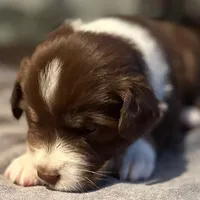 Zuko, a male Australian Shepherd for sale in Longmont, CO – 1 of 1