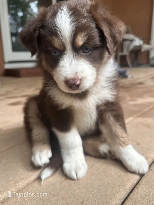 Whiskey – Australian Shepherd puppy for sale in Longmont, CO