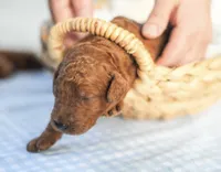 AKC Red Standard - Pink, a male Poodle - Standard  for sale in New Orleans, LA – 6 of 6