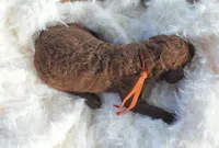 AKC Red Standard - Orange, a female Poodle - Standard  for sale in New Orleans, LA – 2 of 5
