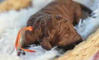 AKC Red Standard - Orange, a female Poodle - Standard  for sale in New Orleans, LA – 4 of 5