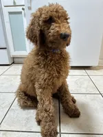 AKC Red Standard - Blue Collar, a female Poodle - Standard  for sale in Metairie, LA – 1 of 10
