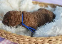 AKC Red Standard - Blue, a female Poodle - Standard  for sale in New Orleans, LA – 4 of 5