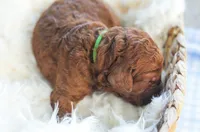 AKC Red Standard - Green, a female Poodle - Standard  for sale in New Orleans, LA – 4 of 5
