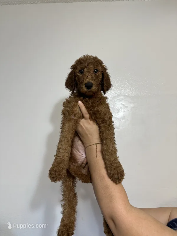 AKC Red Standard - Orange – Poodle - Standard  puppy for sale in New Orleans, LA