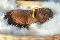 AKC Red Standard - Yellow, a female Poodle - Standard  for sale in New Orleans, LA – 5 of 5