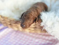 AKC Red Standard - Purple, a female Poodle - Standard  for sale in New Orleans, LA – 3 of 5