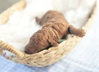 AKC Red Standard - Light Green, a male Poodle - Standard  for sale in New Orleans, LA – 3 of 4